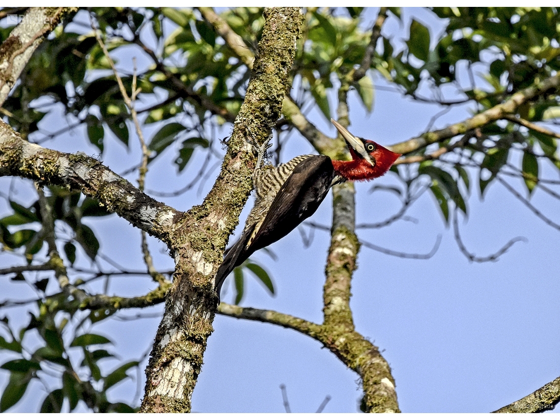 Campephilus robustus