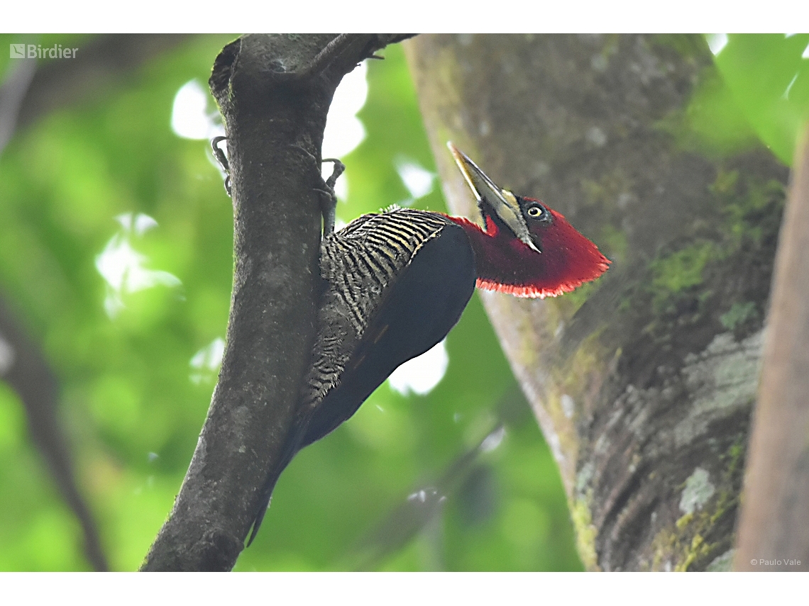 Campephilus robustus