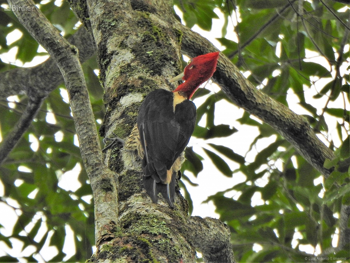 Campephilus robustus
