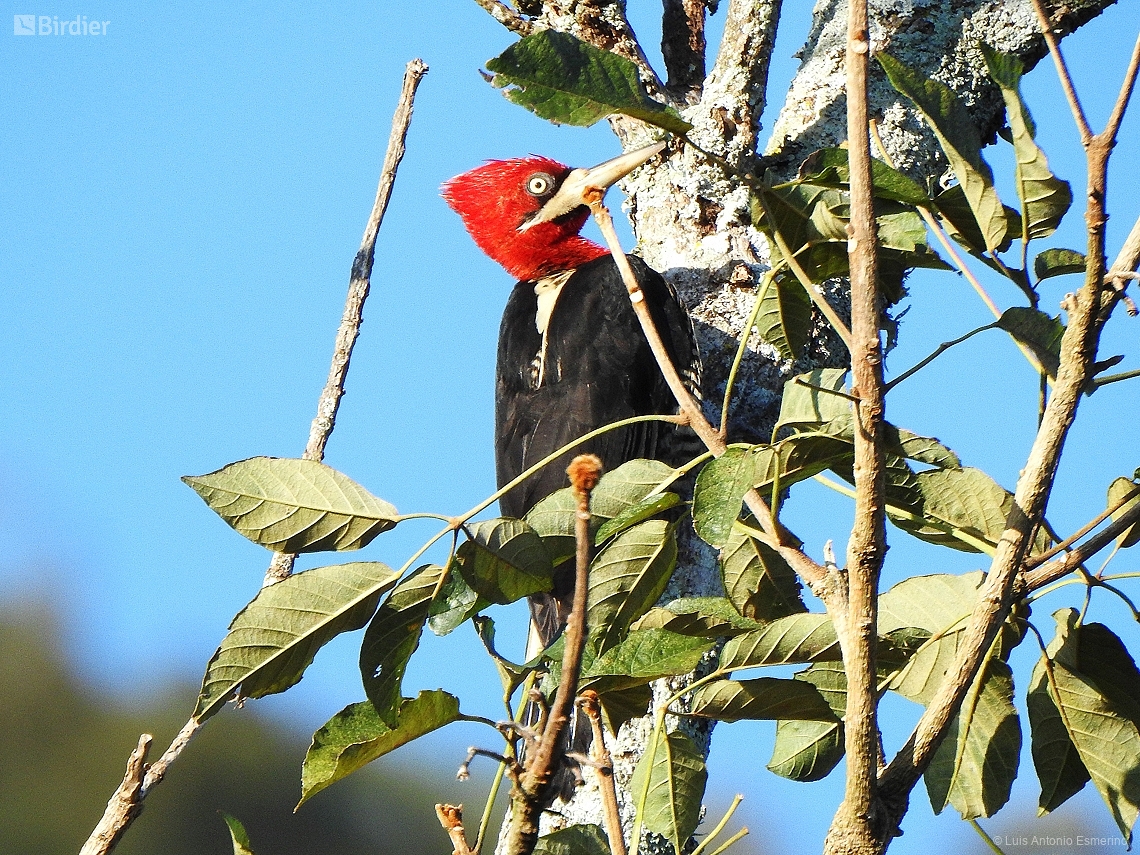 Campephilus robustus
