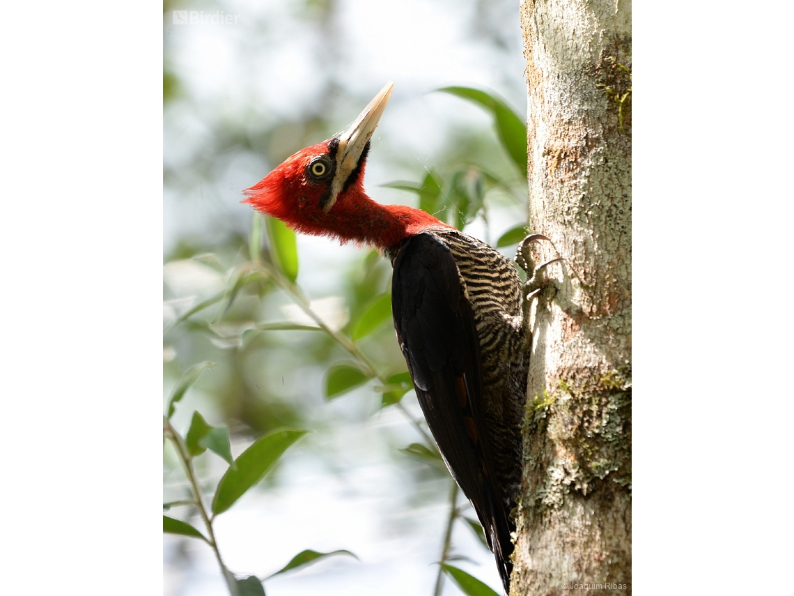 Campephilus robustus