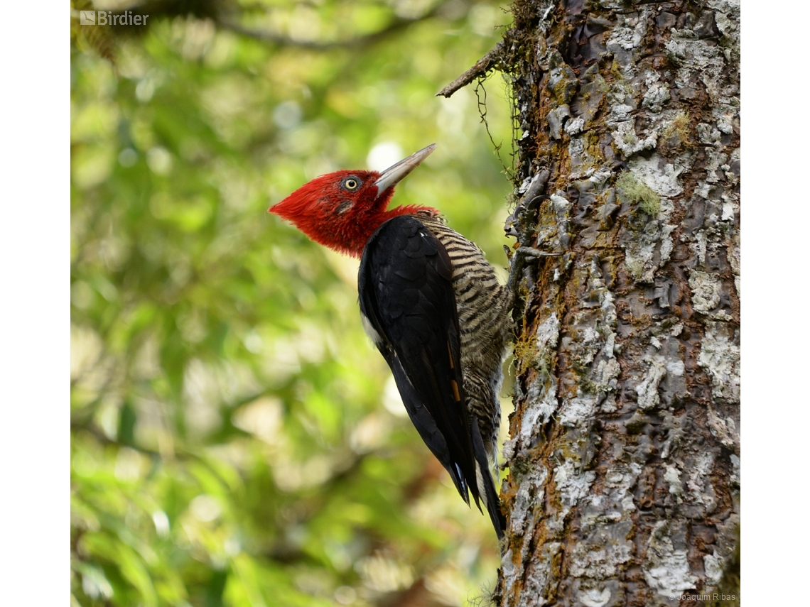 Campephilus robustus