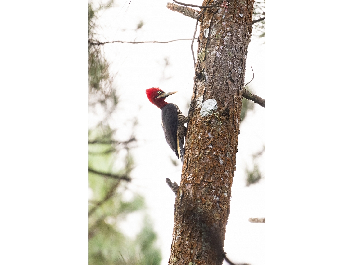 Campephilus robustus