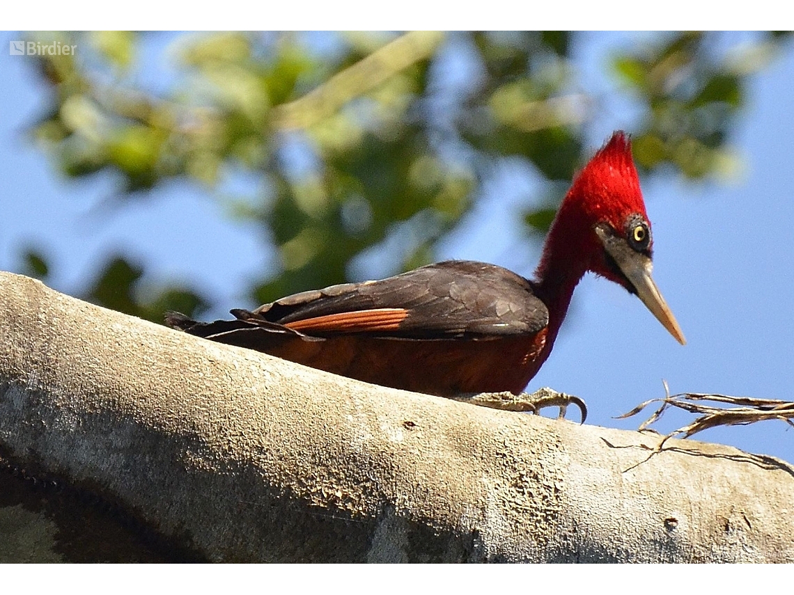 Campephilus rubricollis