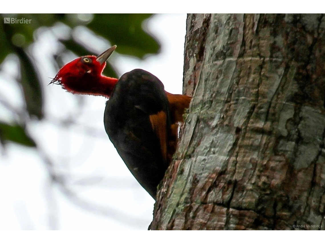 Campephilus rubricollis