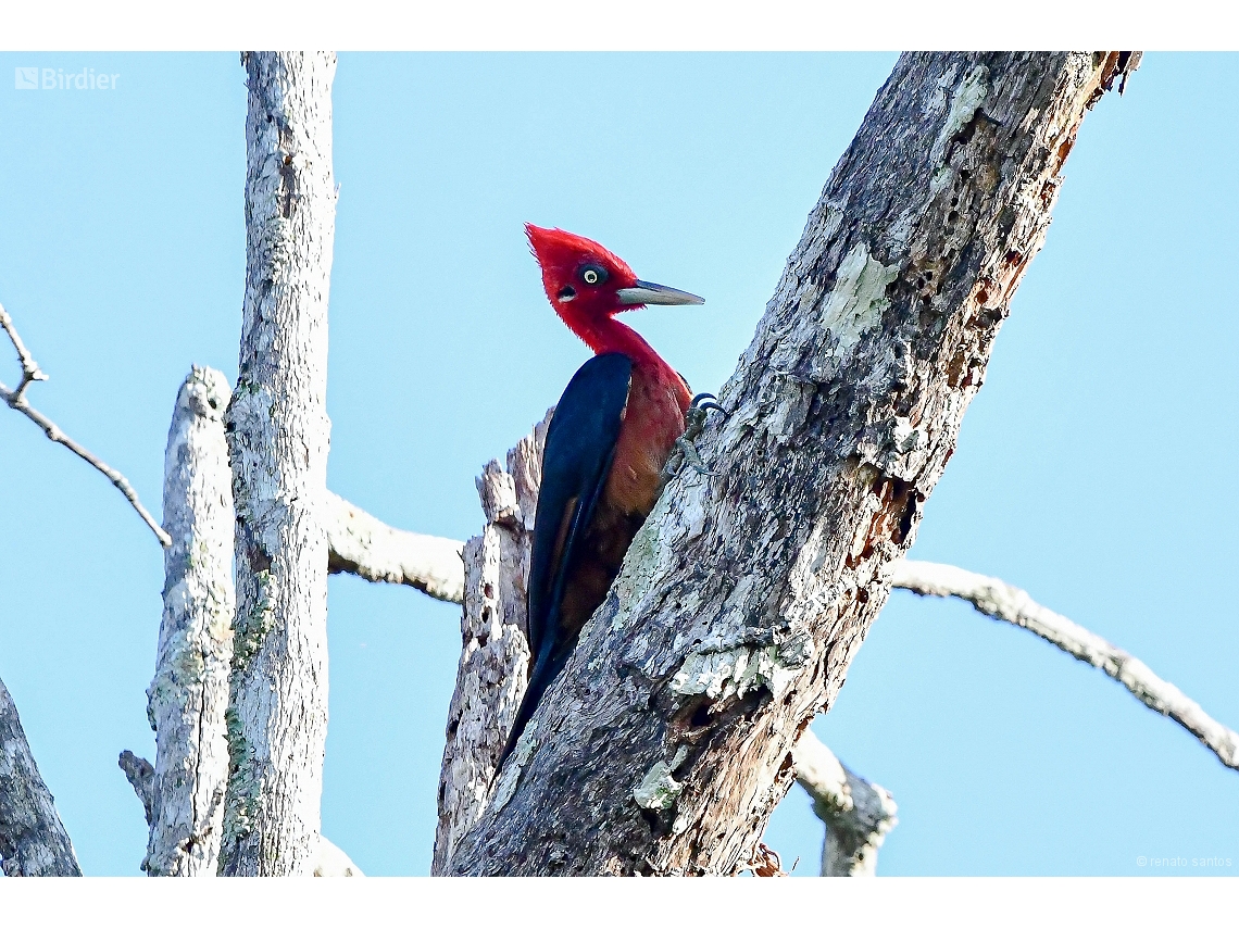 Campephilus rubricollis