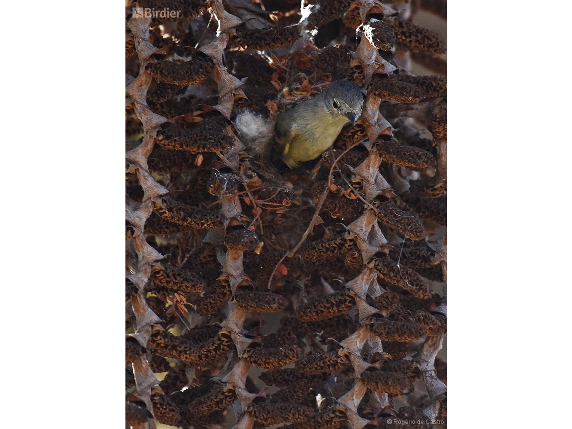 Camptostoma obsoletum