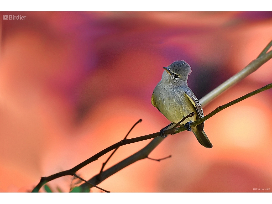 Camptostoma obsoletum