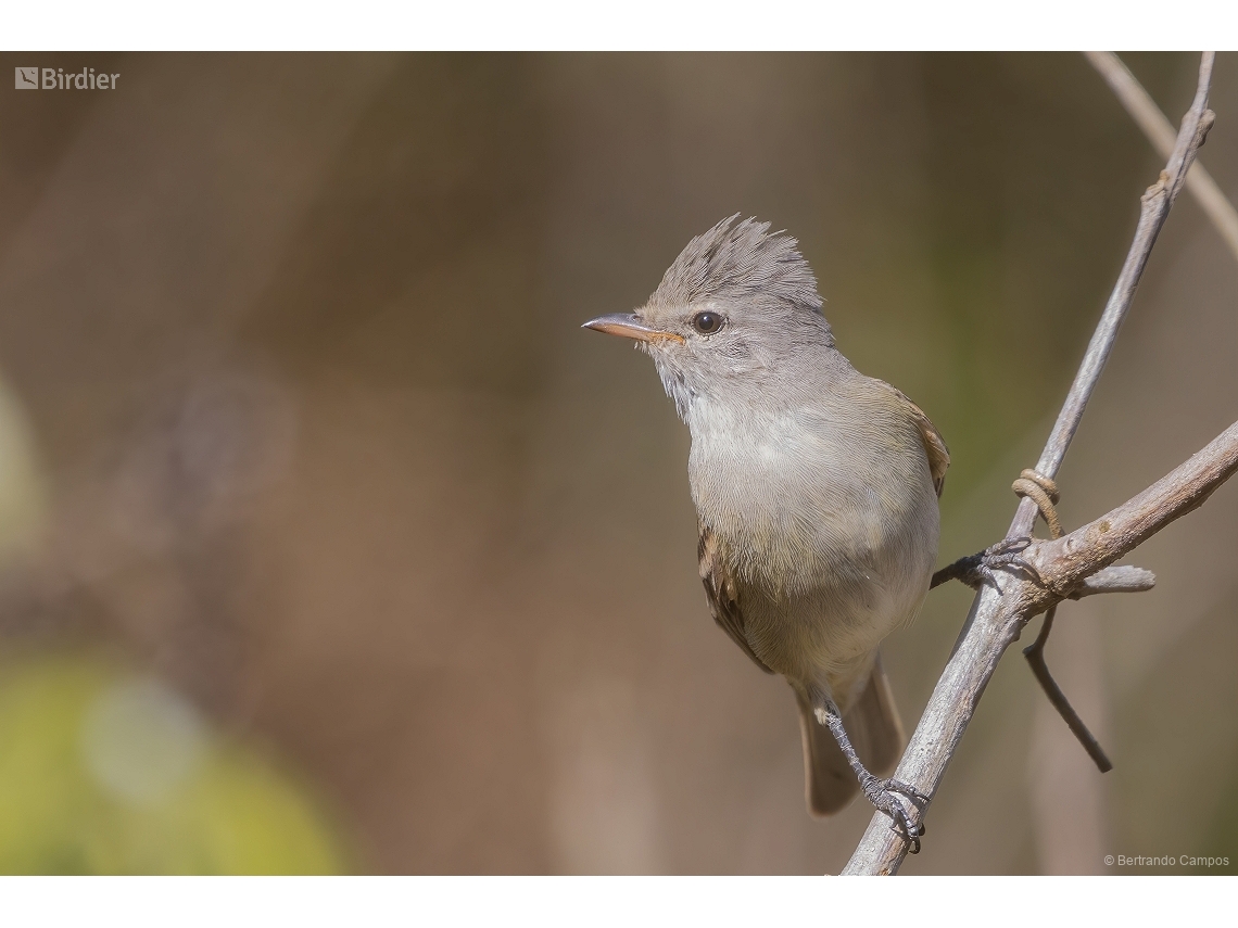 Camptostoma obsoletum