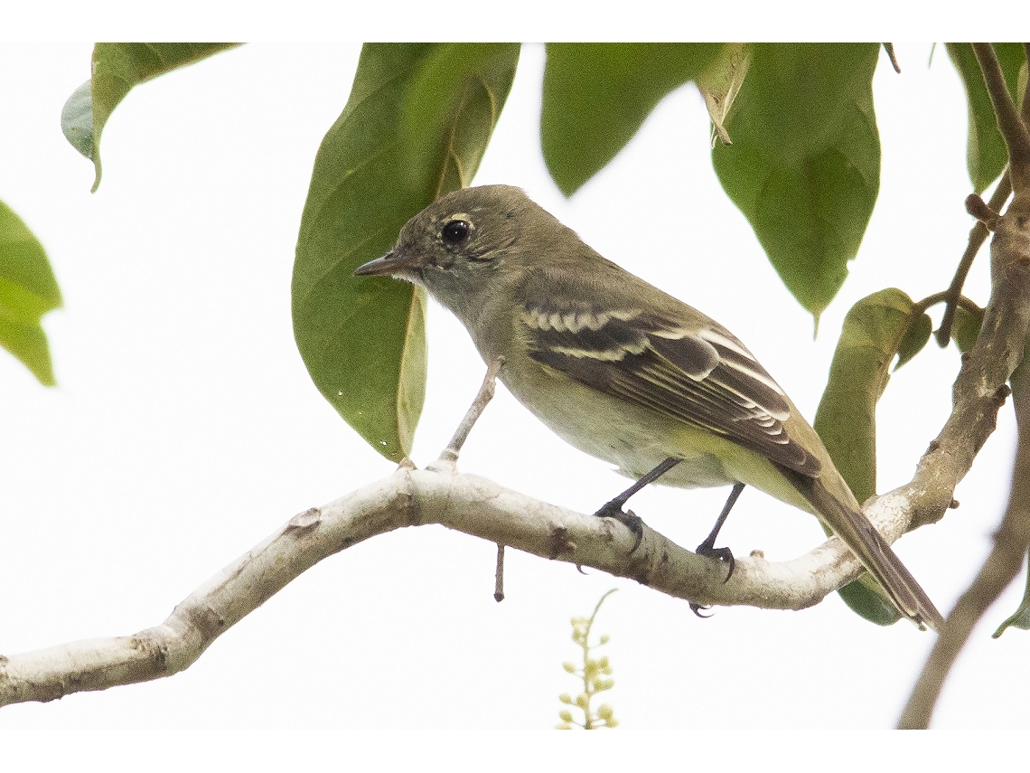 Camptostoma obsoletum