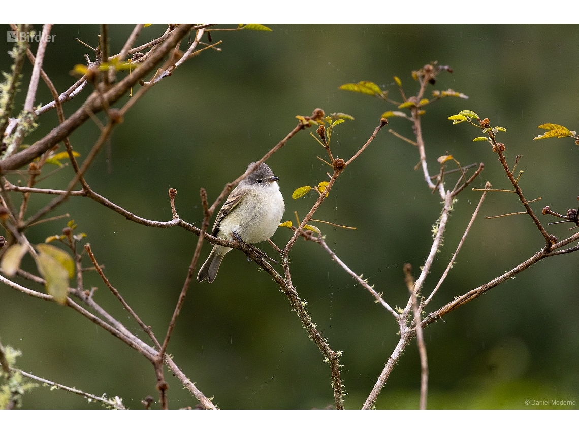 Camptostoma obsoletum