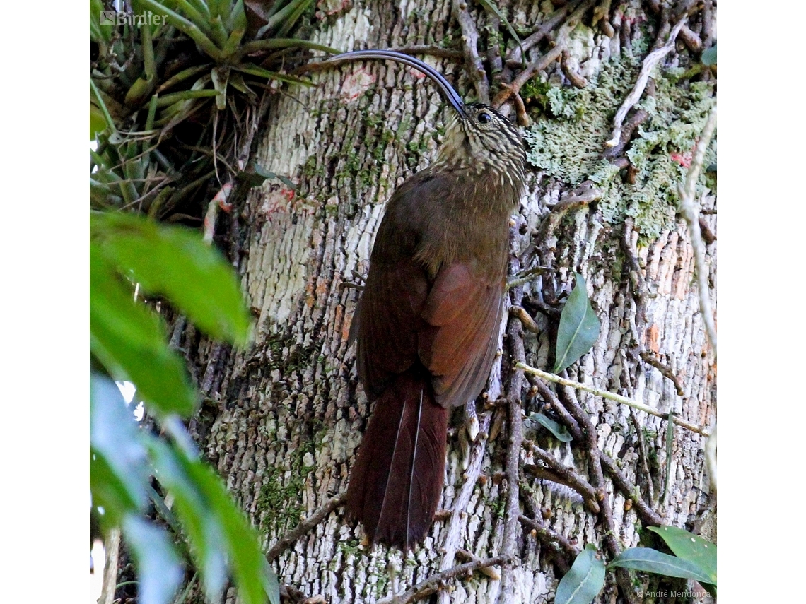 Campylorhamphus falcularius