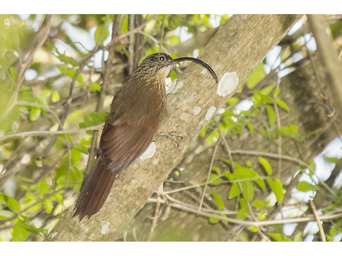 Campylorhamphus falcularius