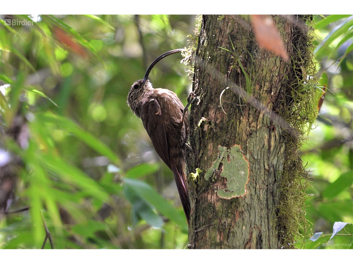 Campylorhamphus falcularius