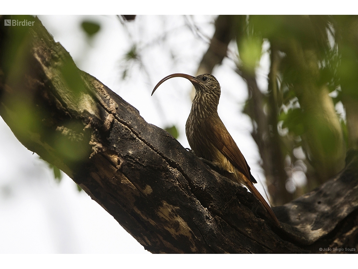 Campylorhamphus trochilirostris