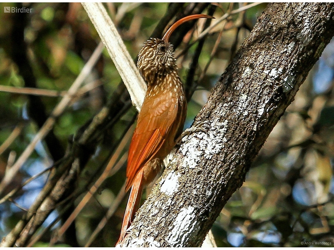 Campylorhamphus trochilirostris