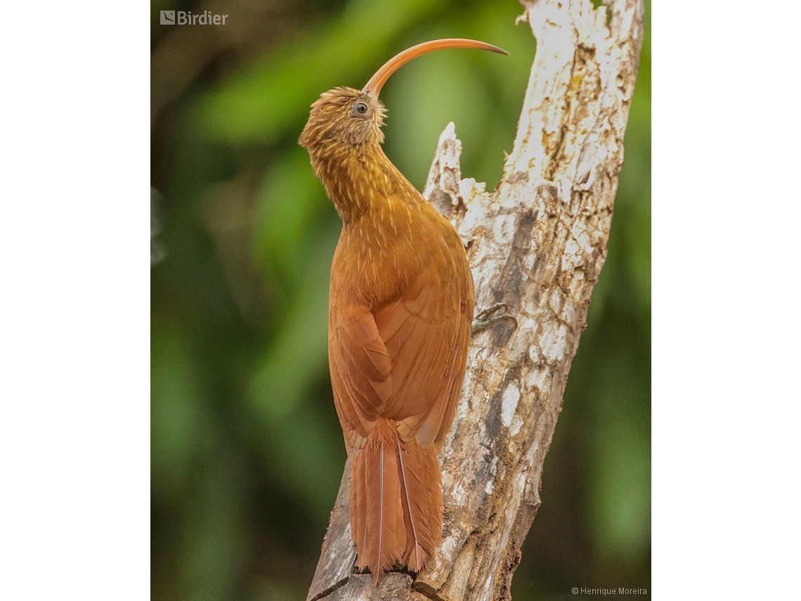 Campylorhamphus trochilirostris