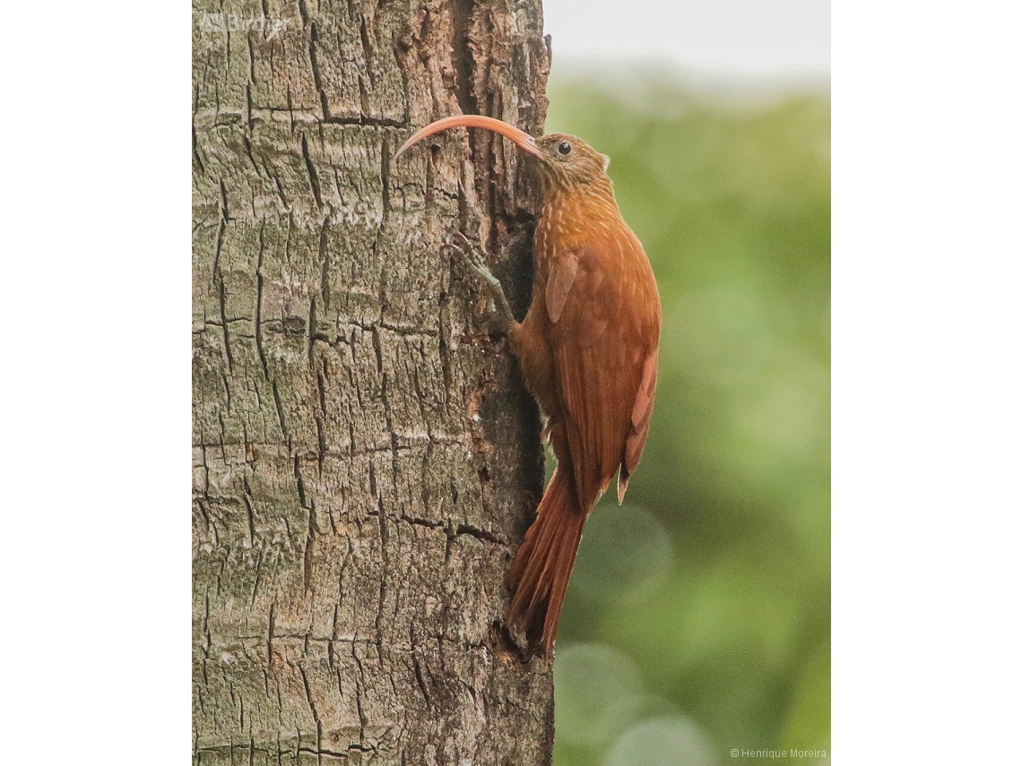 Campylorhamphus trochilirostris