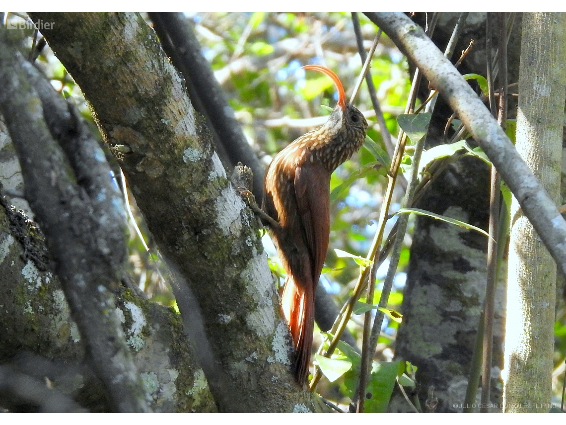 Campylorhamphus trochilirostris