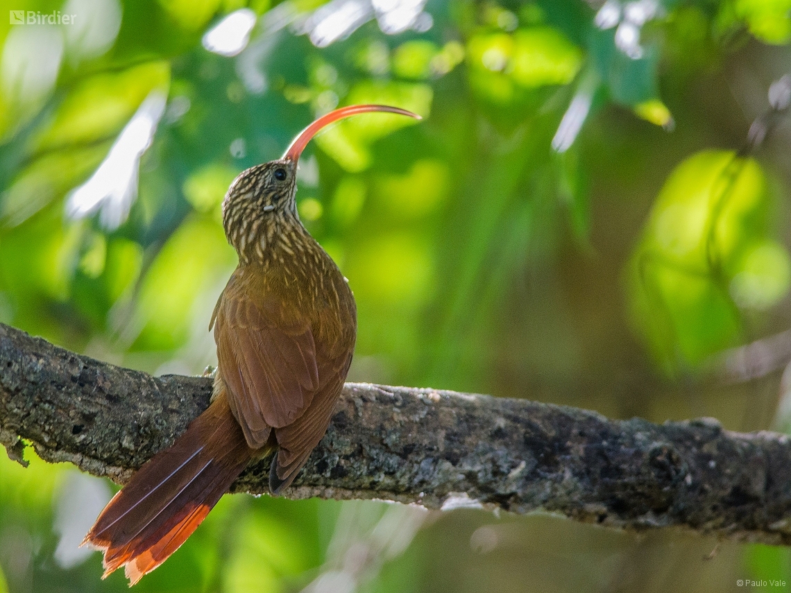 Campylorhamphus trochilirostris