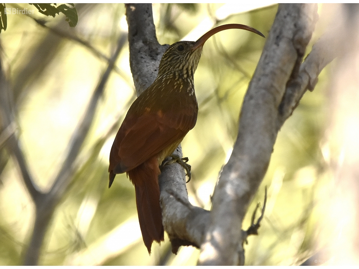 Campylorhamphus trochilirostris