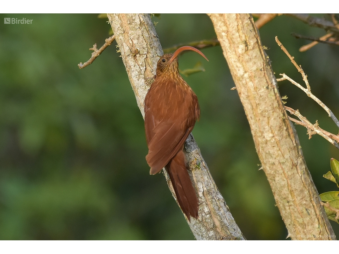 Campylorhamphus trochilirostris