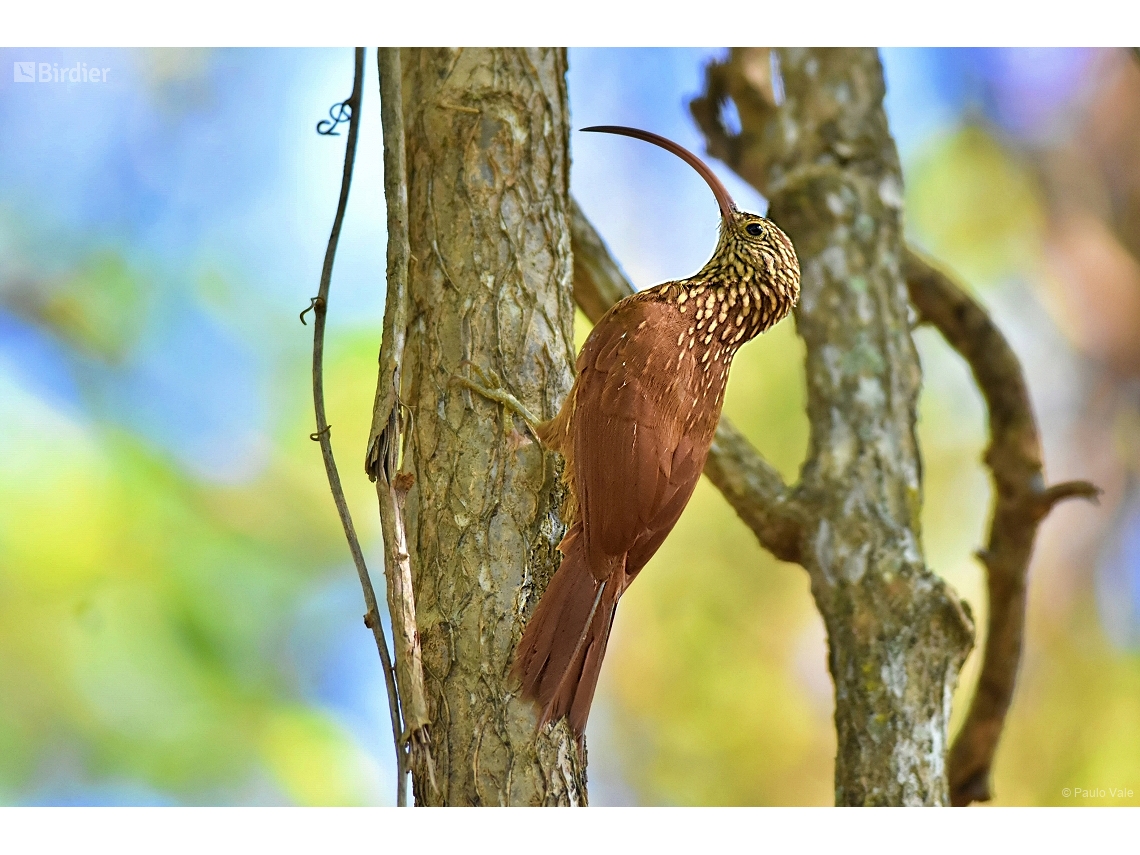 Campylorhamphus trochilirostris