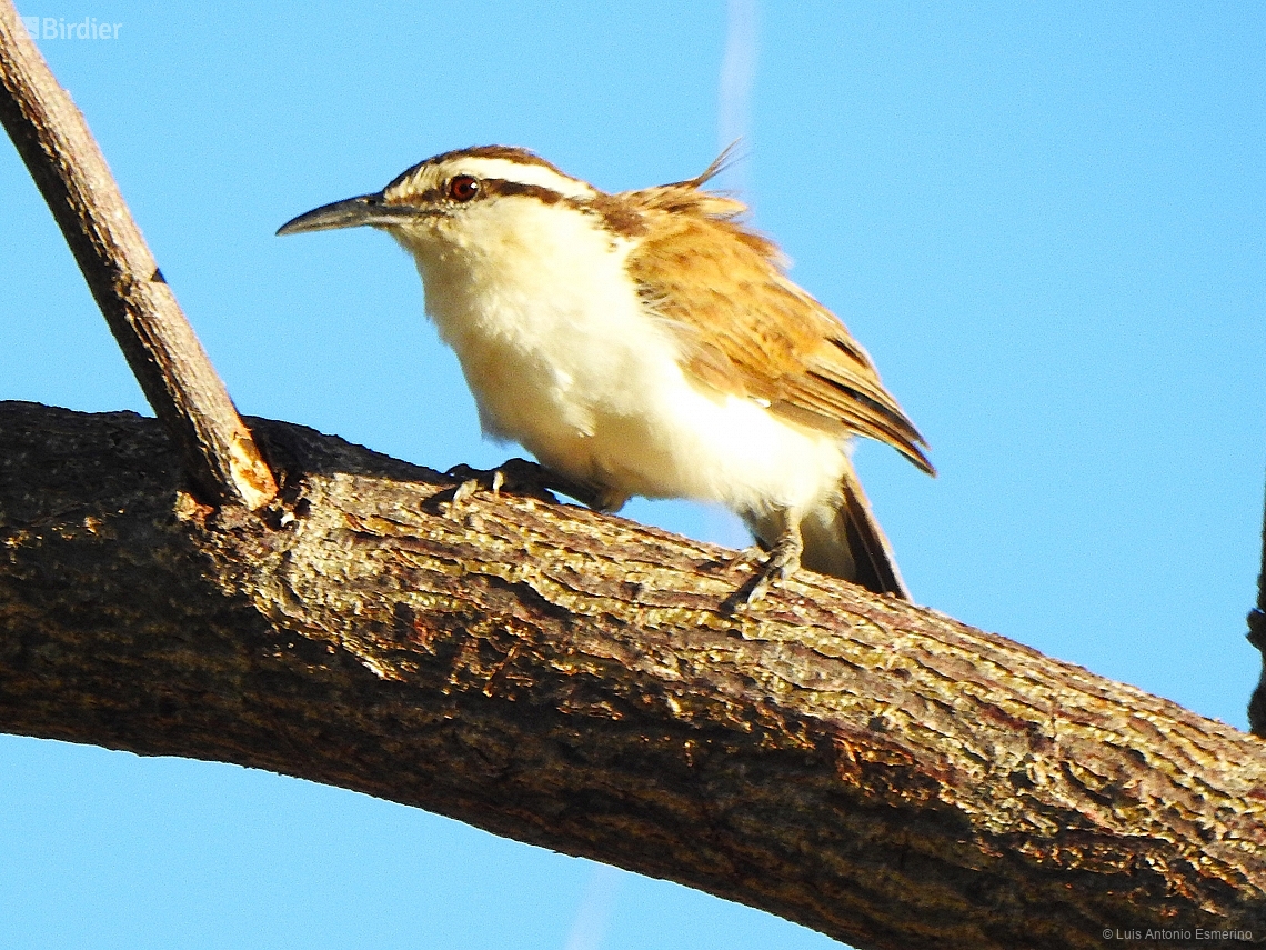 Campylorhynchus griseus