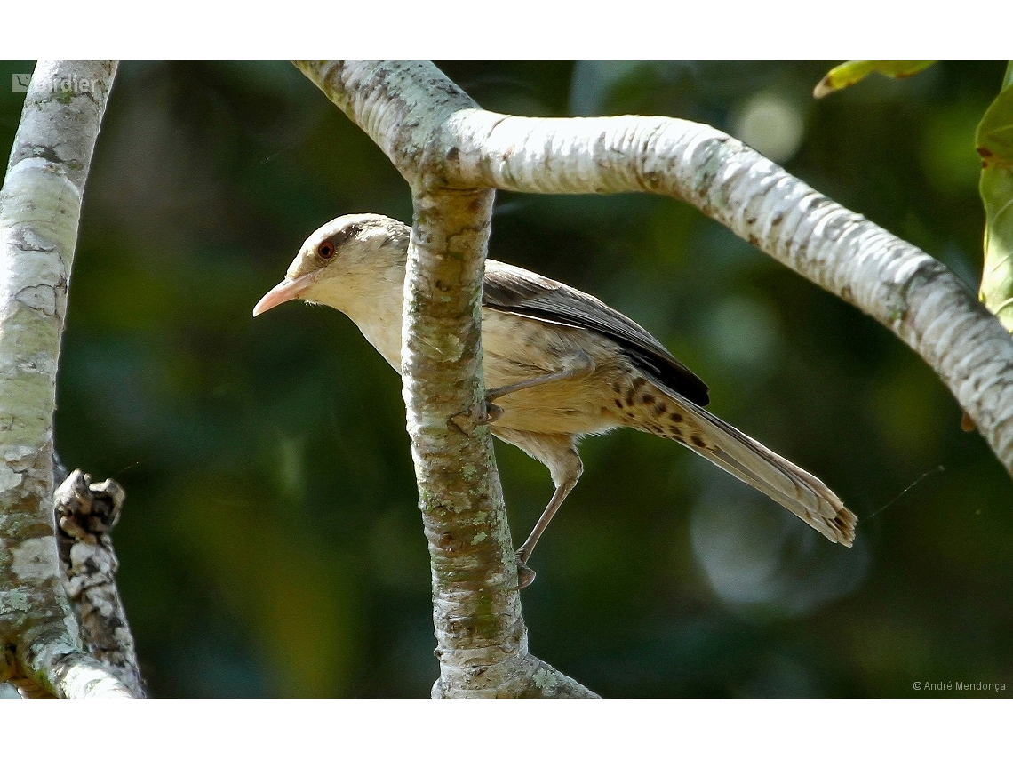 Campylorhynchus turdinus