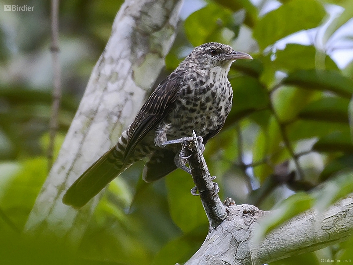 Campylorhynchus turdinus