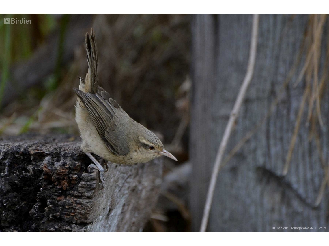 Campylorhynchus turdinus