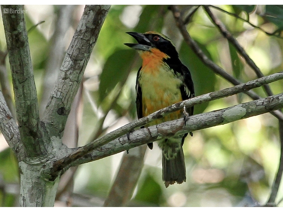 Capito auratus