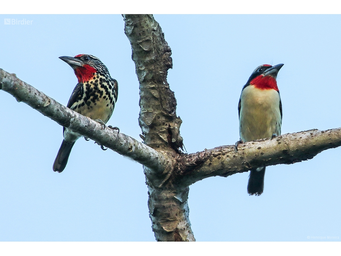 Capito niger (Black-spotted Barbet) by Henrique Moreira • Birdier