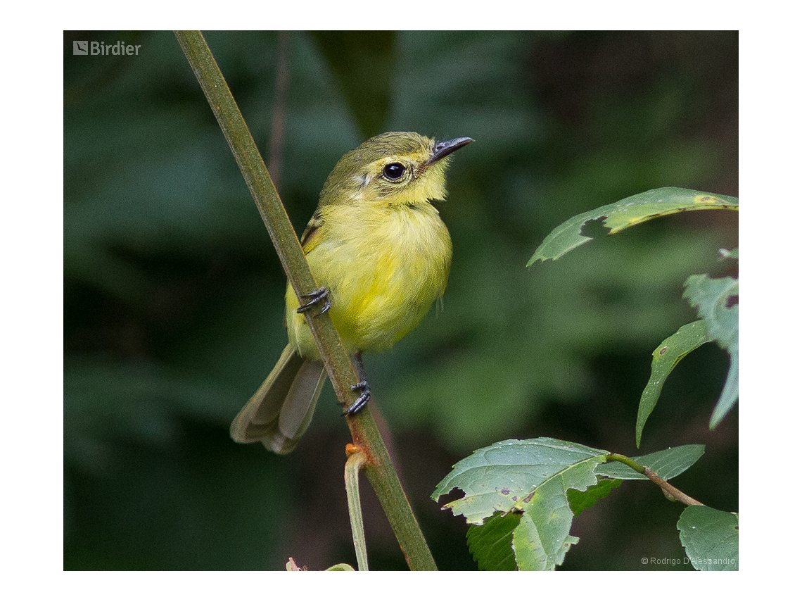 Capsiempis flaveola