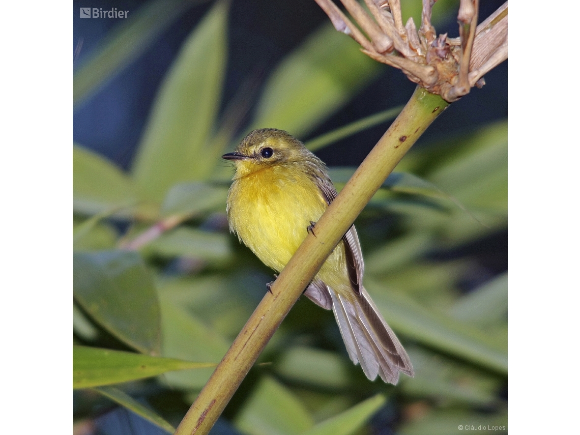 Capsiempis flaveola