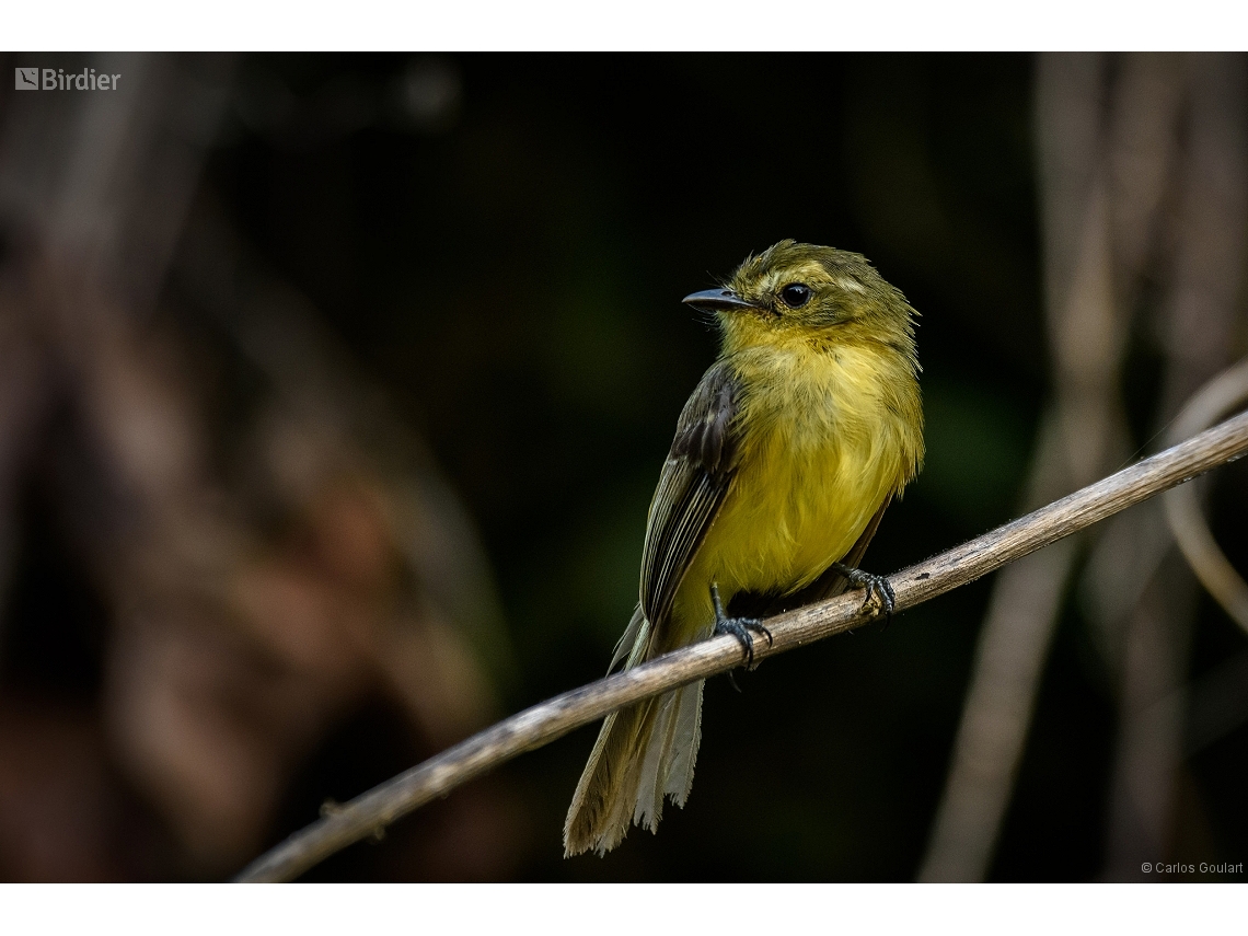 Capsiempis flaveola