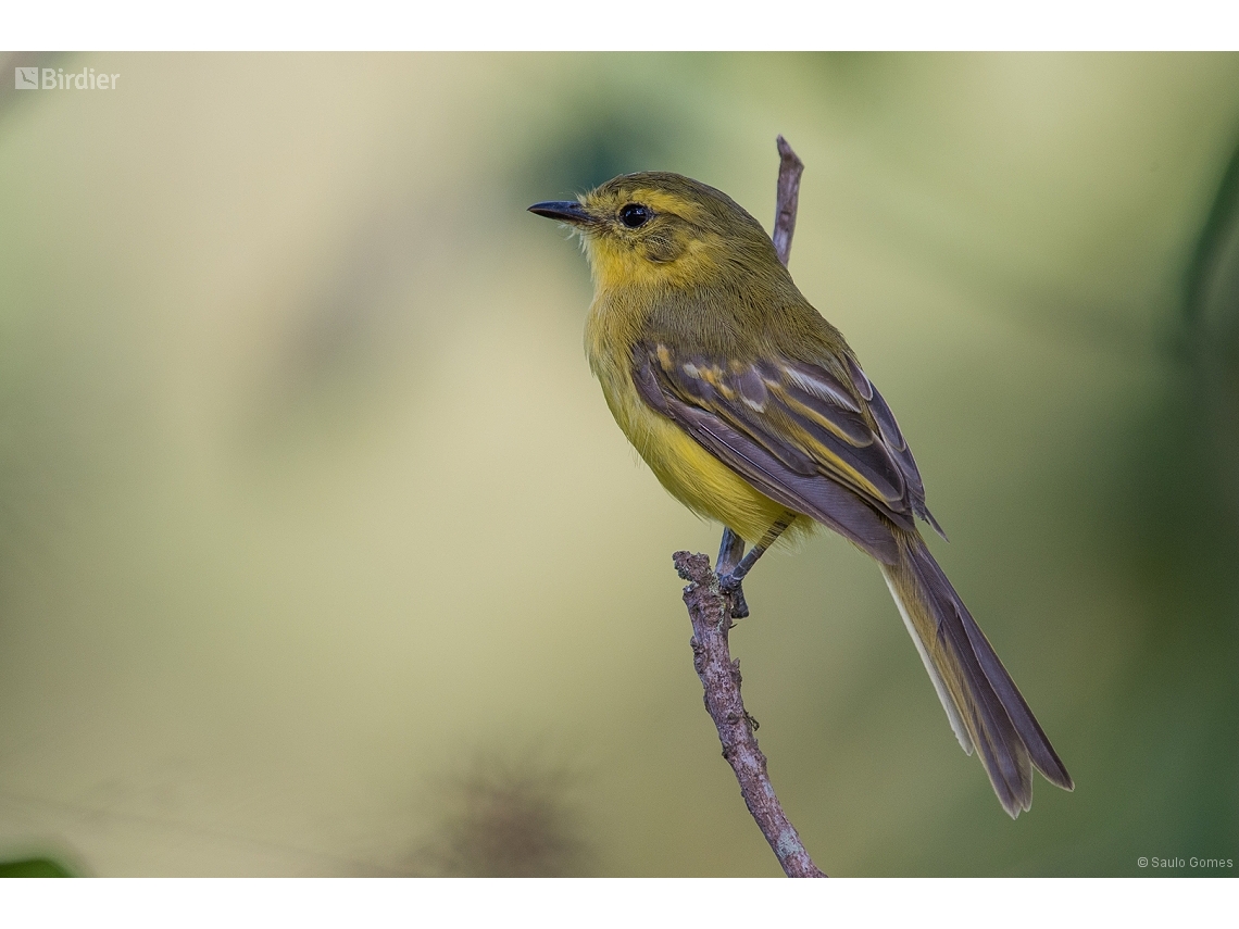 Capsiempis flaveola
