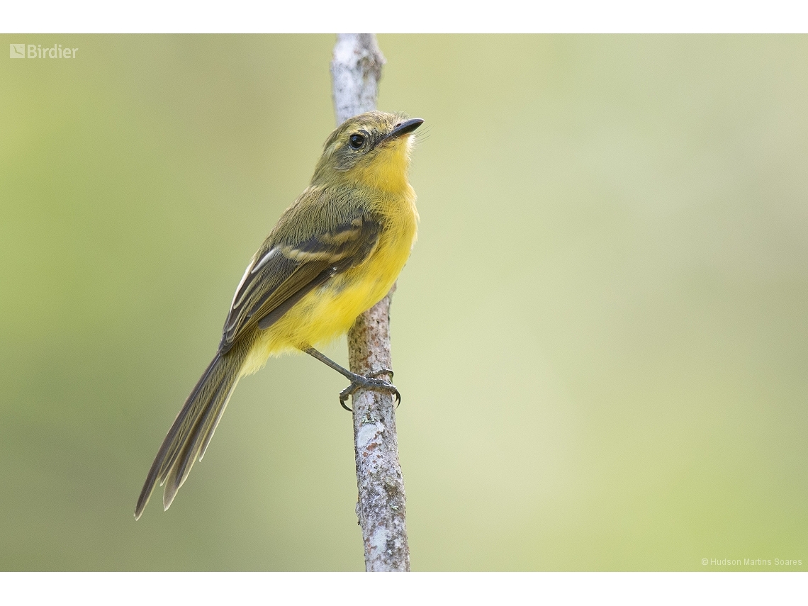 Capsiempis flaveola