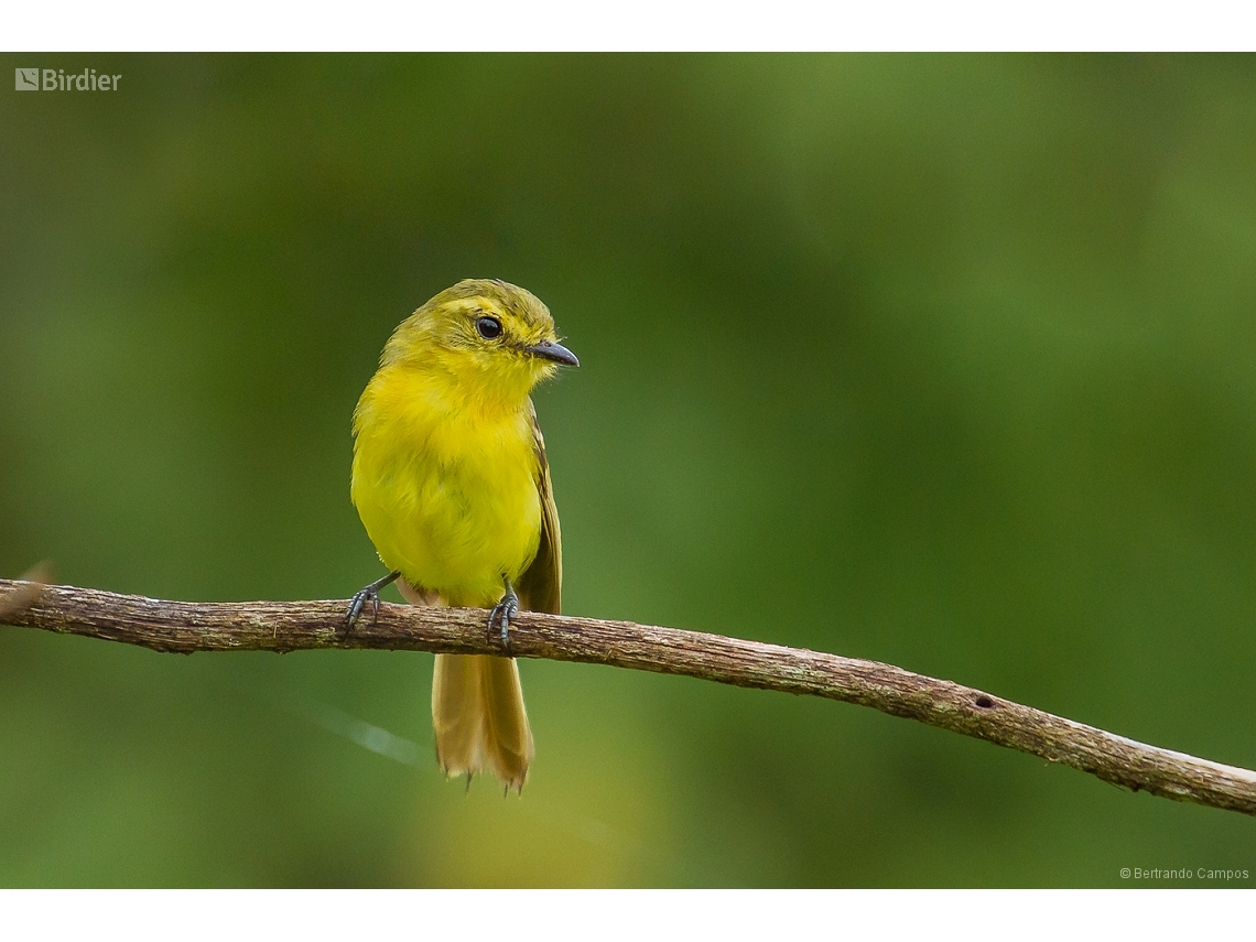 Capsiempis flaveola