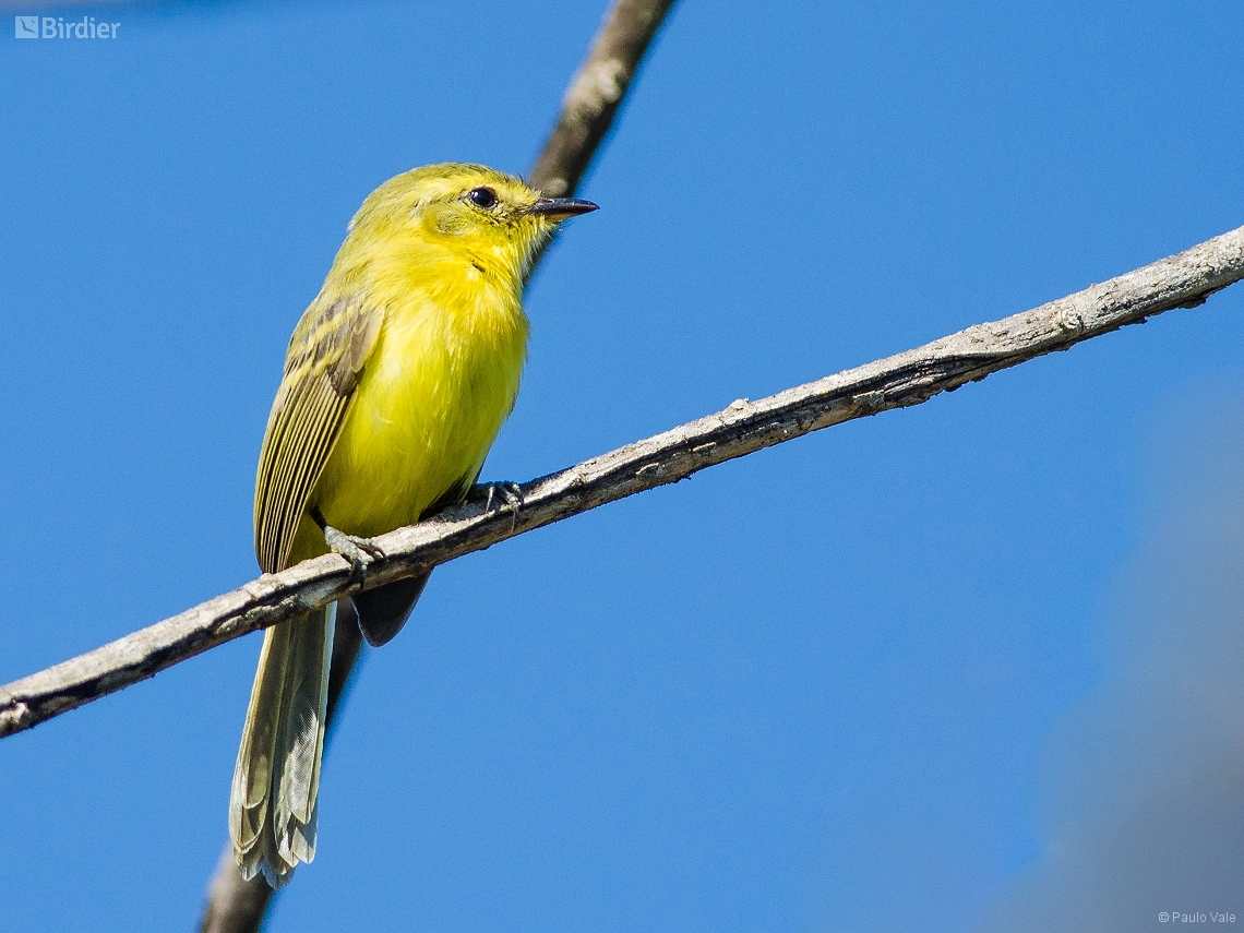 Capsiempis flaveola