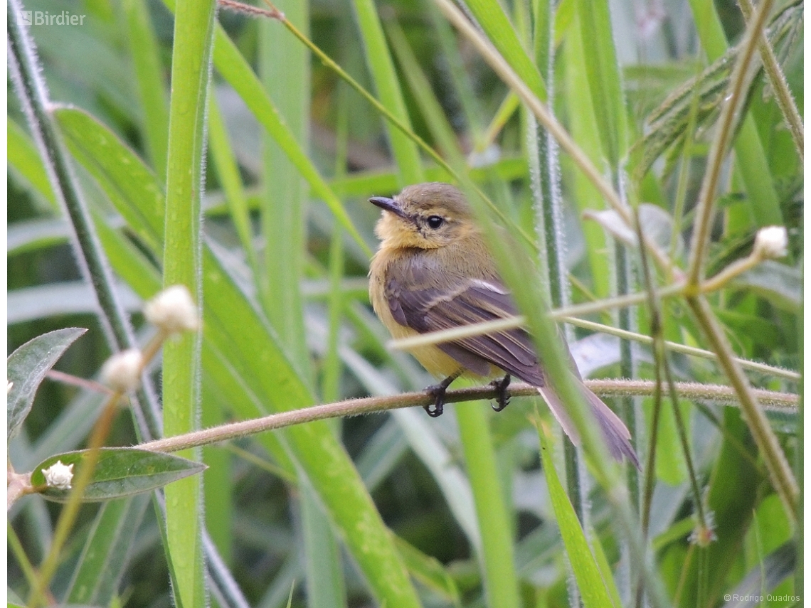 Capsiempis flaveola