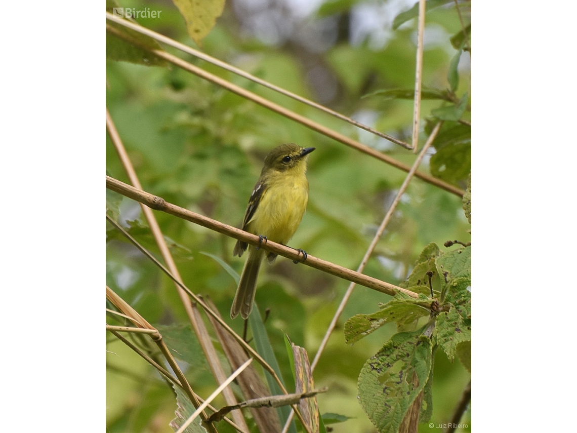 Capsiempis flaveola