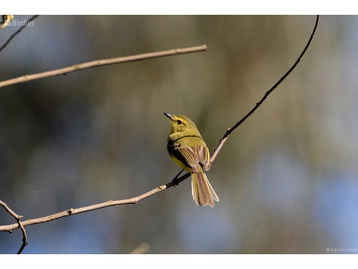 Capsiempis flaveola