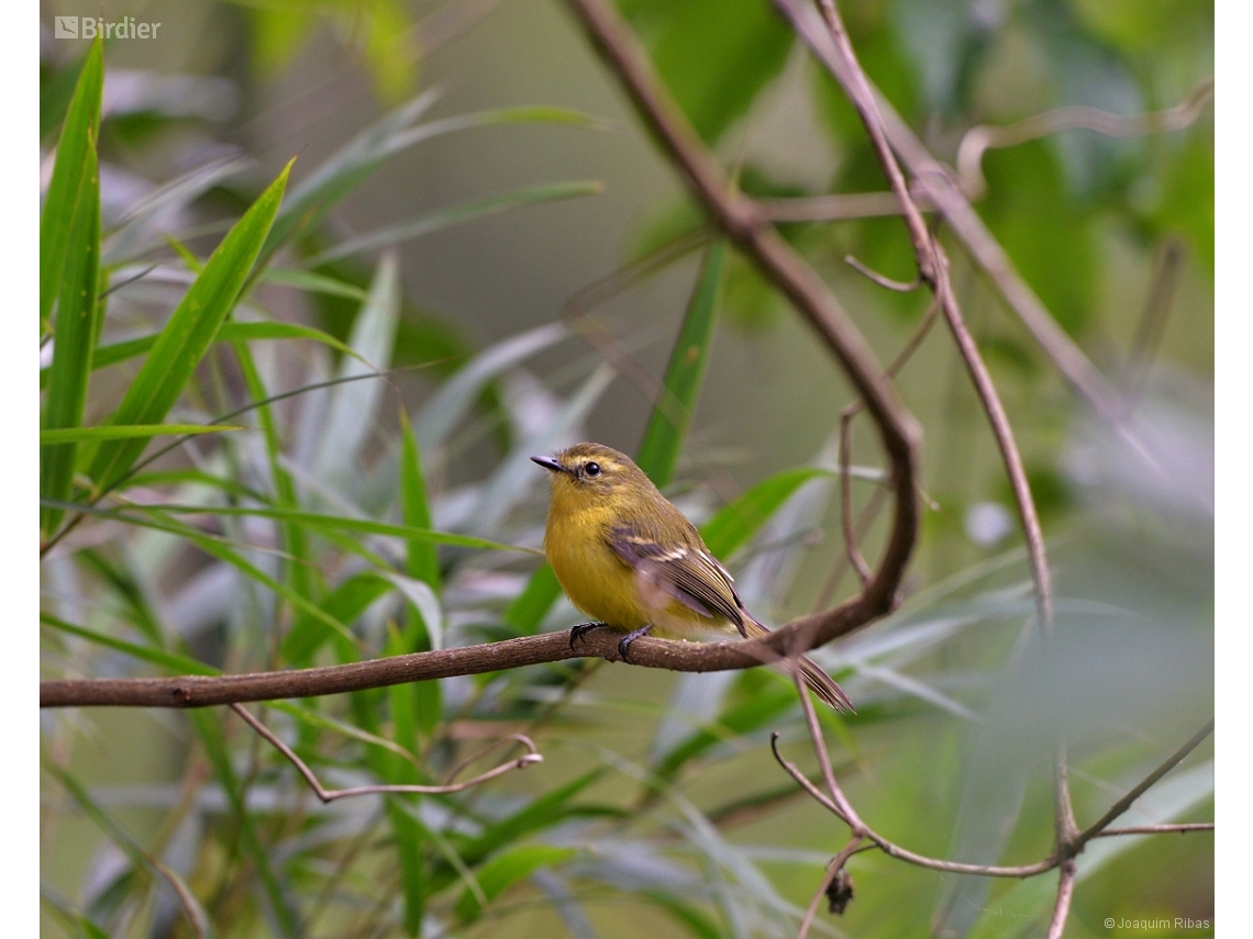 Capsiempis flaveola