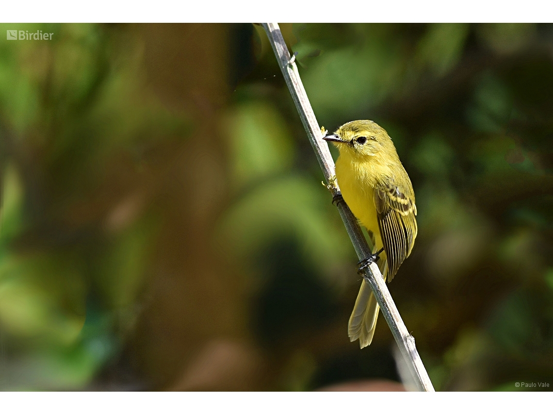 Capsiempis flaveola