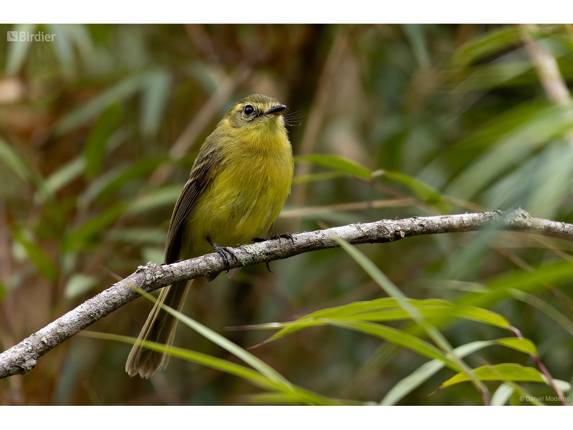 Capsiempis flaveola