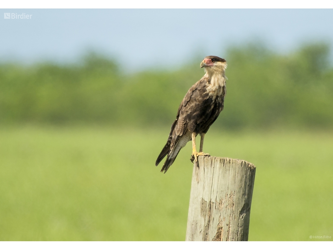 Caracara plancus