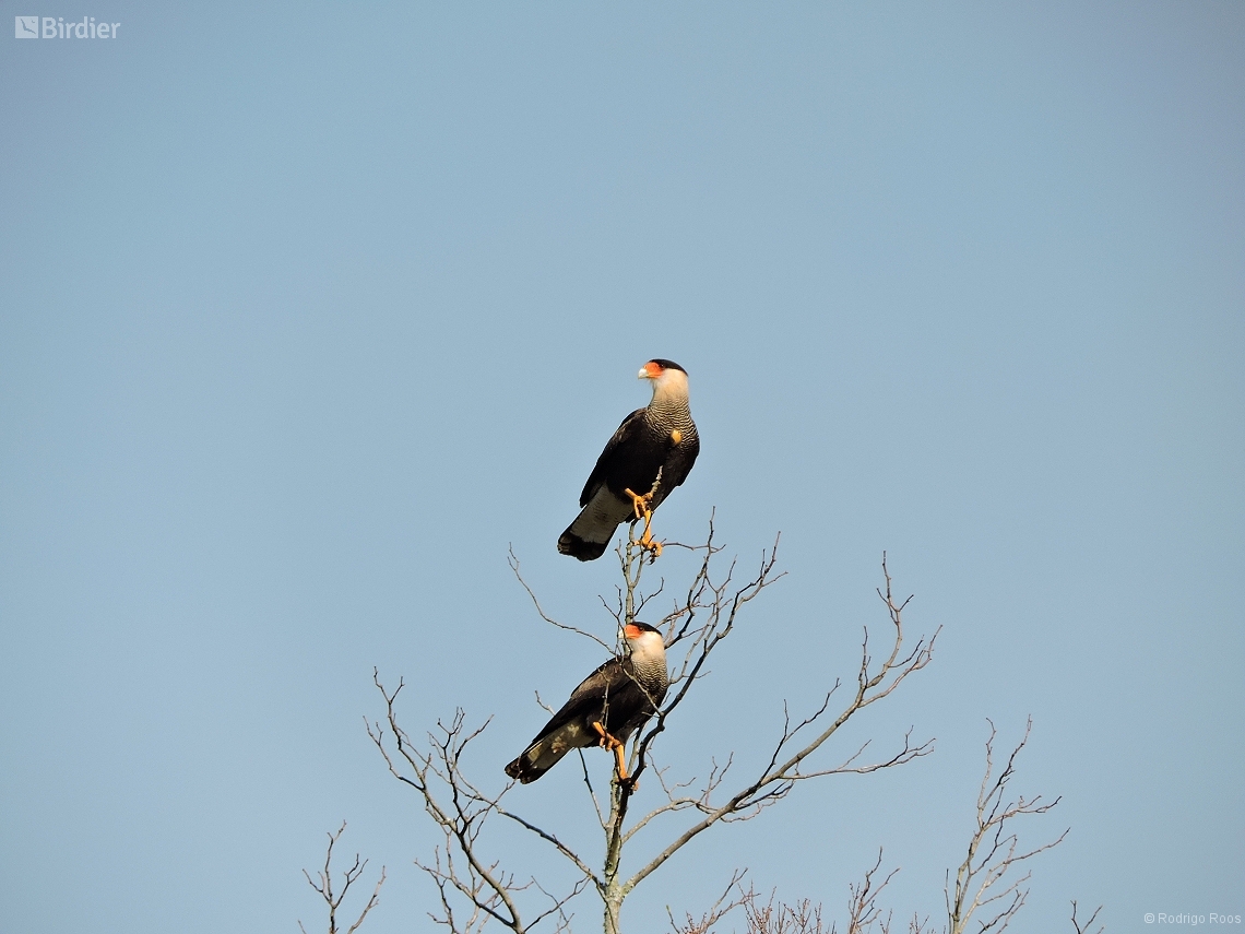 Caracara plancus