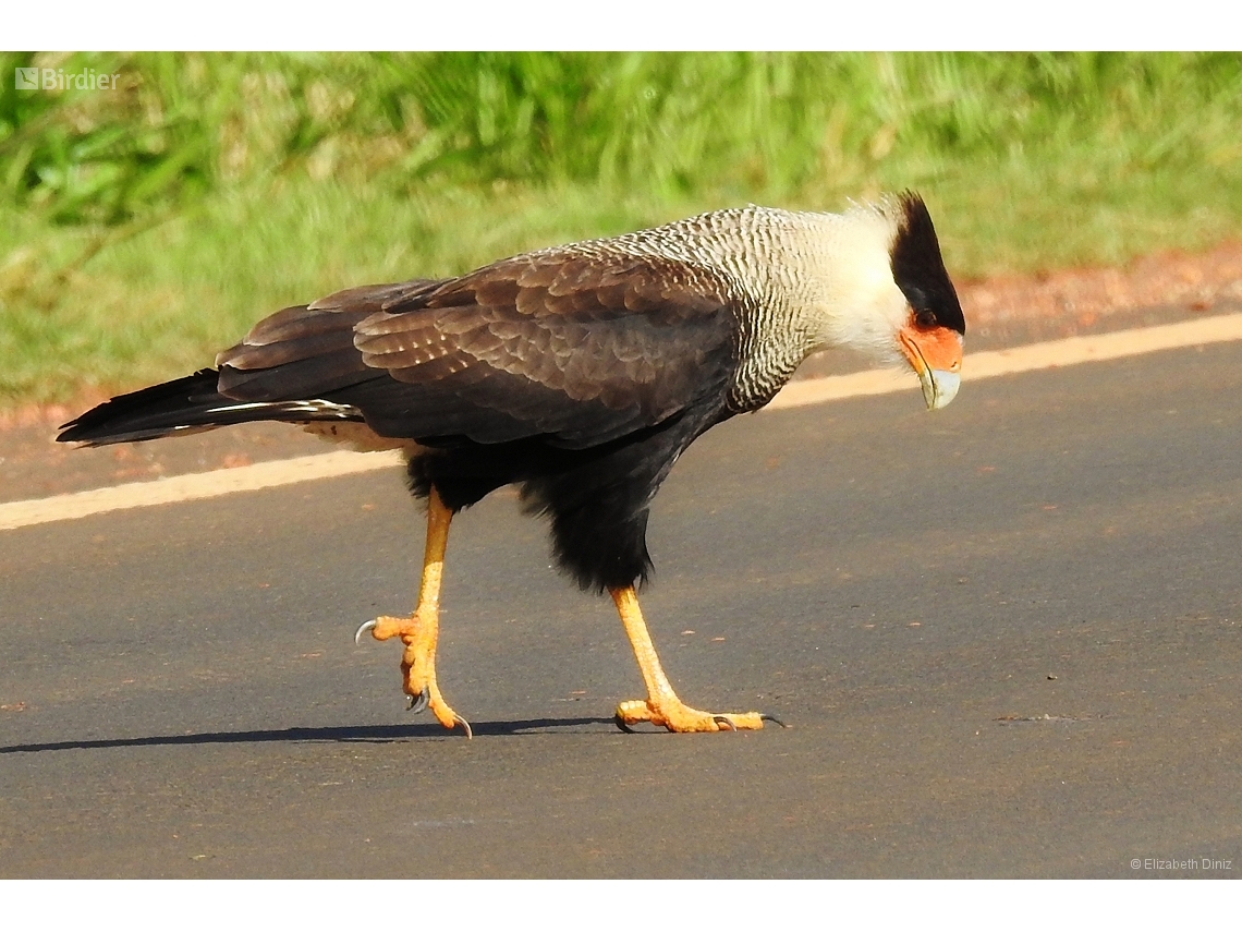 Caracara plancus