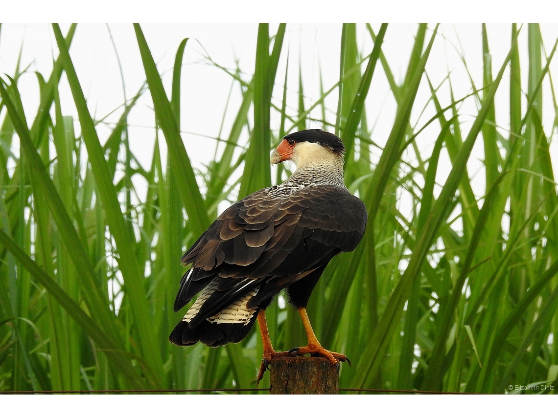 Caracara plancus